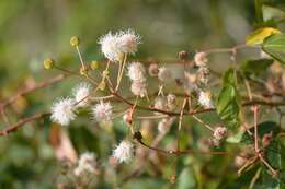 Слика од Mimosa lactiflua Benth.