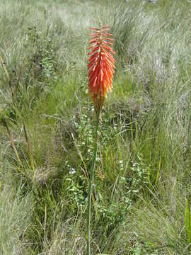 Image of Kniphofia littoralis Codd