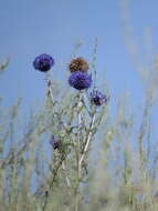 Image of southern globethistle