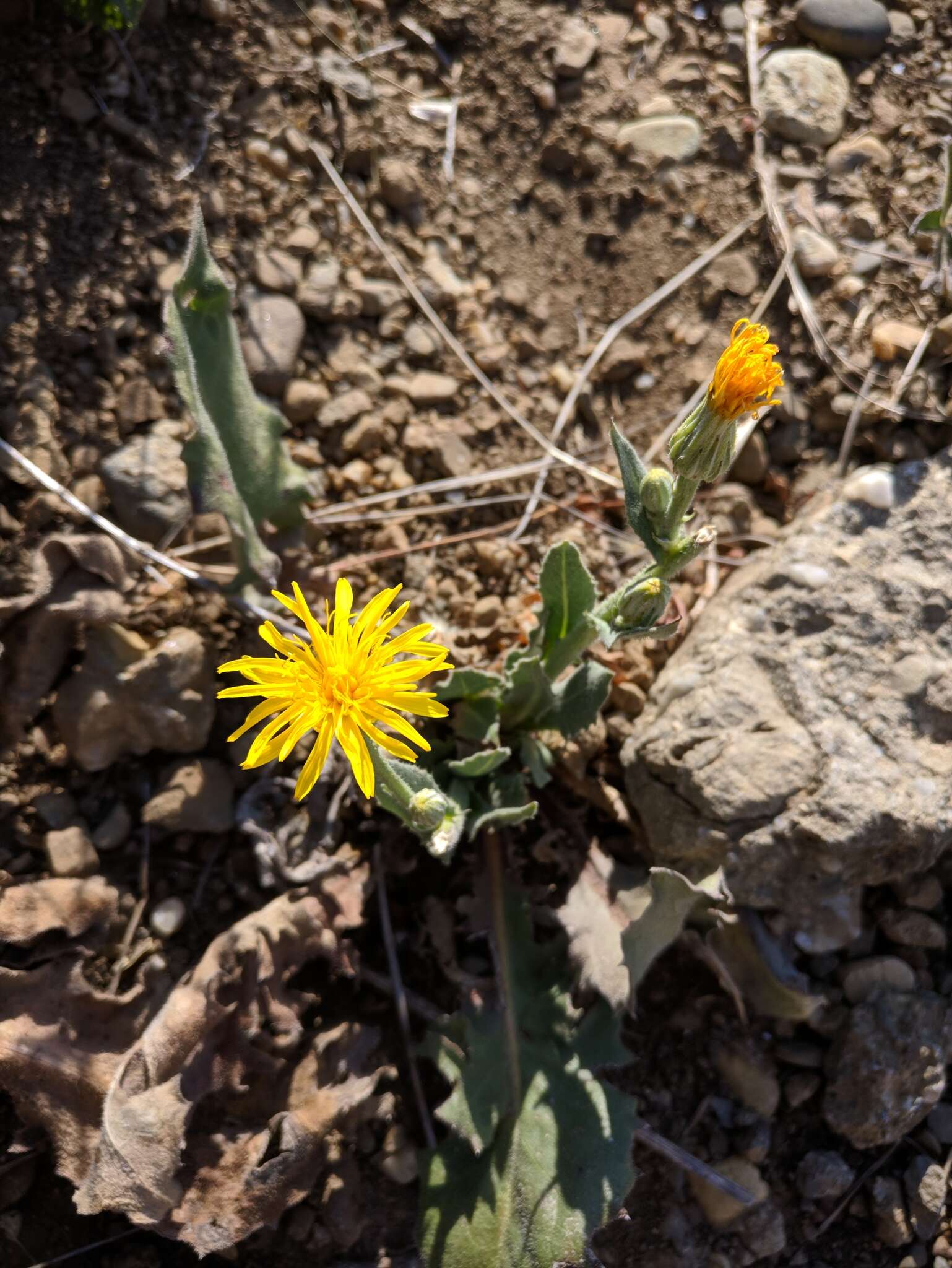 Image of pasture hawksbeard