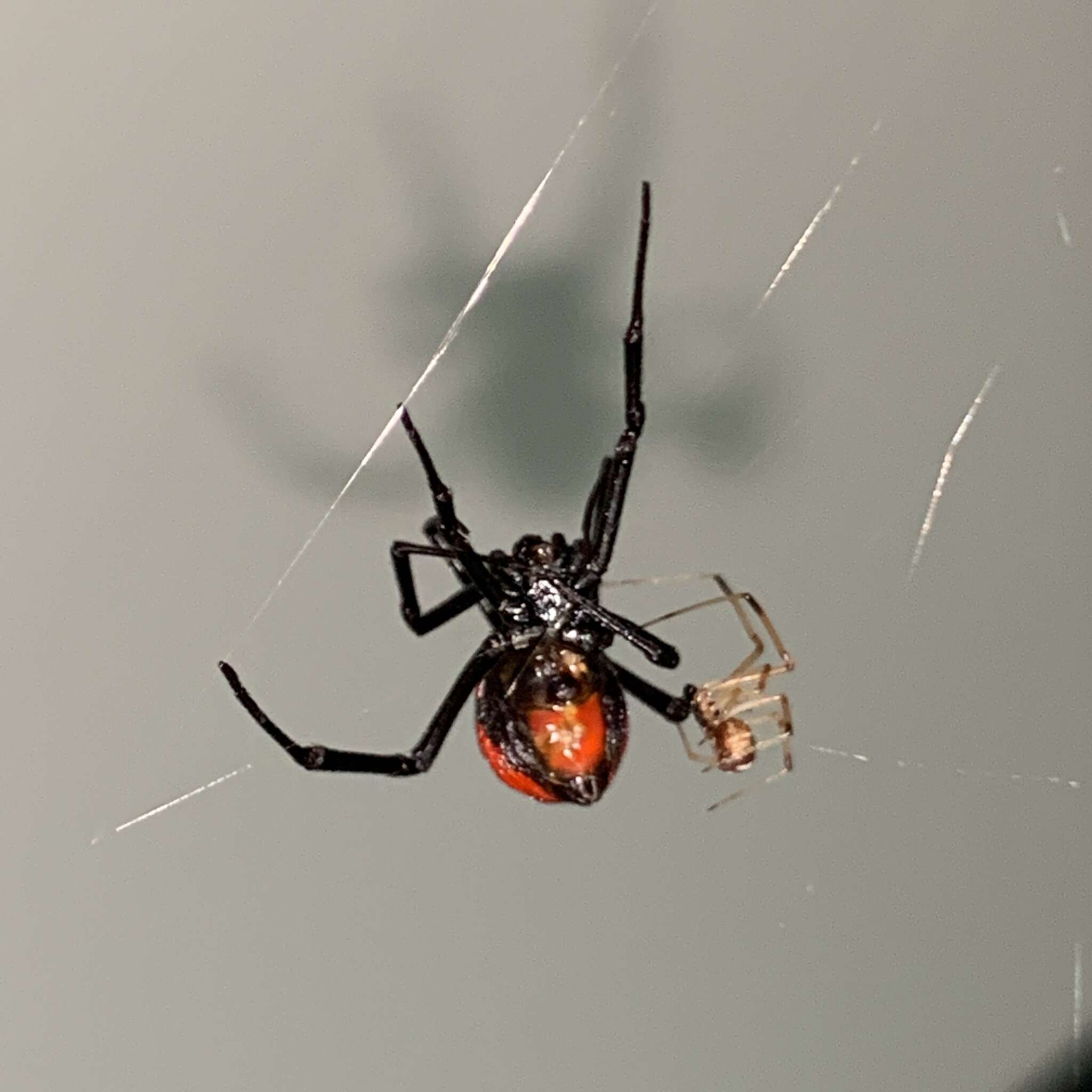 Plancia ëd Latrodectus corallinus Abalos 1980