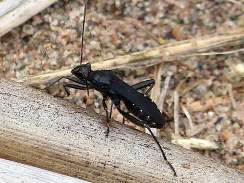 Image of Eastwind Broad-headed Bug