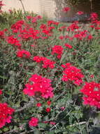 Image of crisped mock vervain