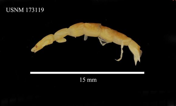 Image of <i>Paranthura possessia</i> Kensley 1980