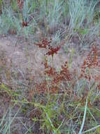 Слика од Juncus marginatus Rostk.