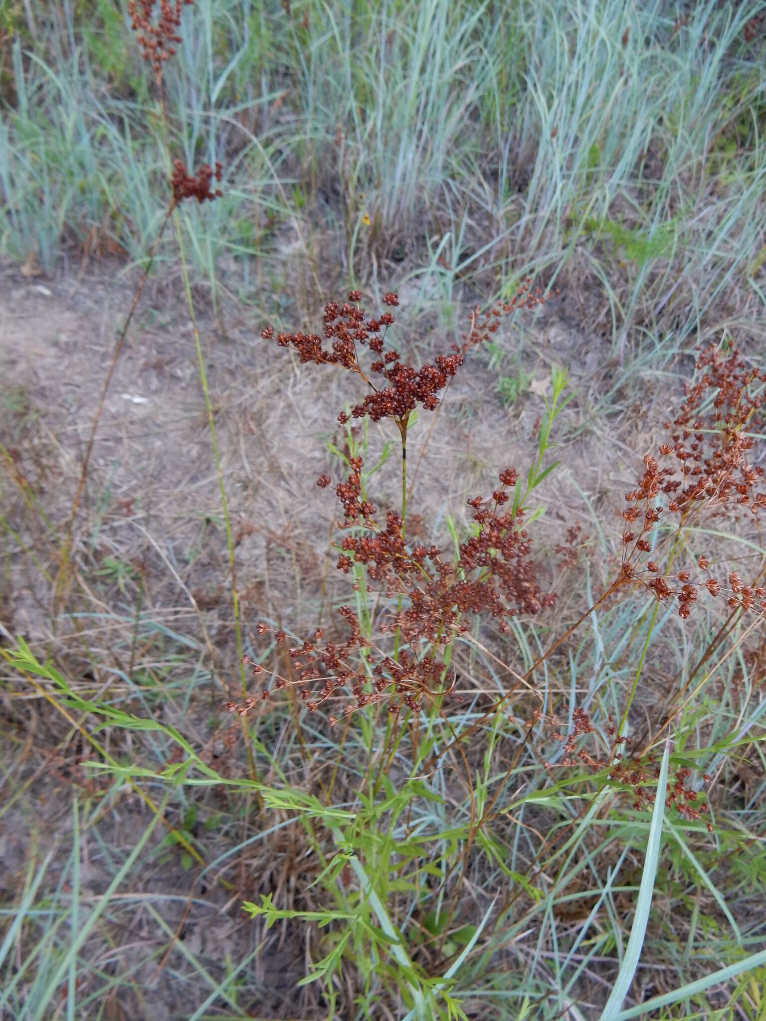 Image of grassleaf rush