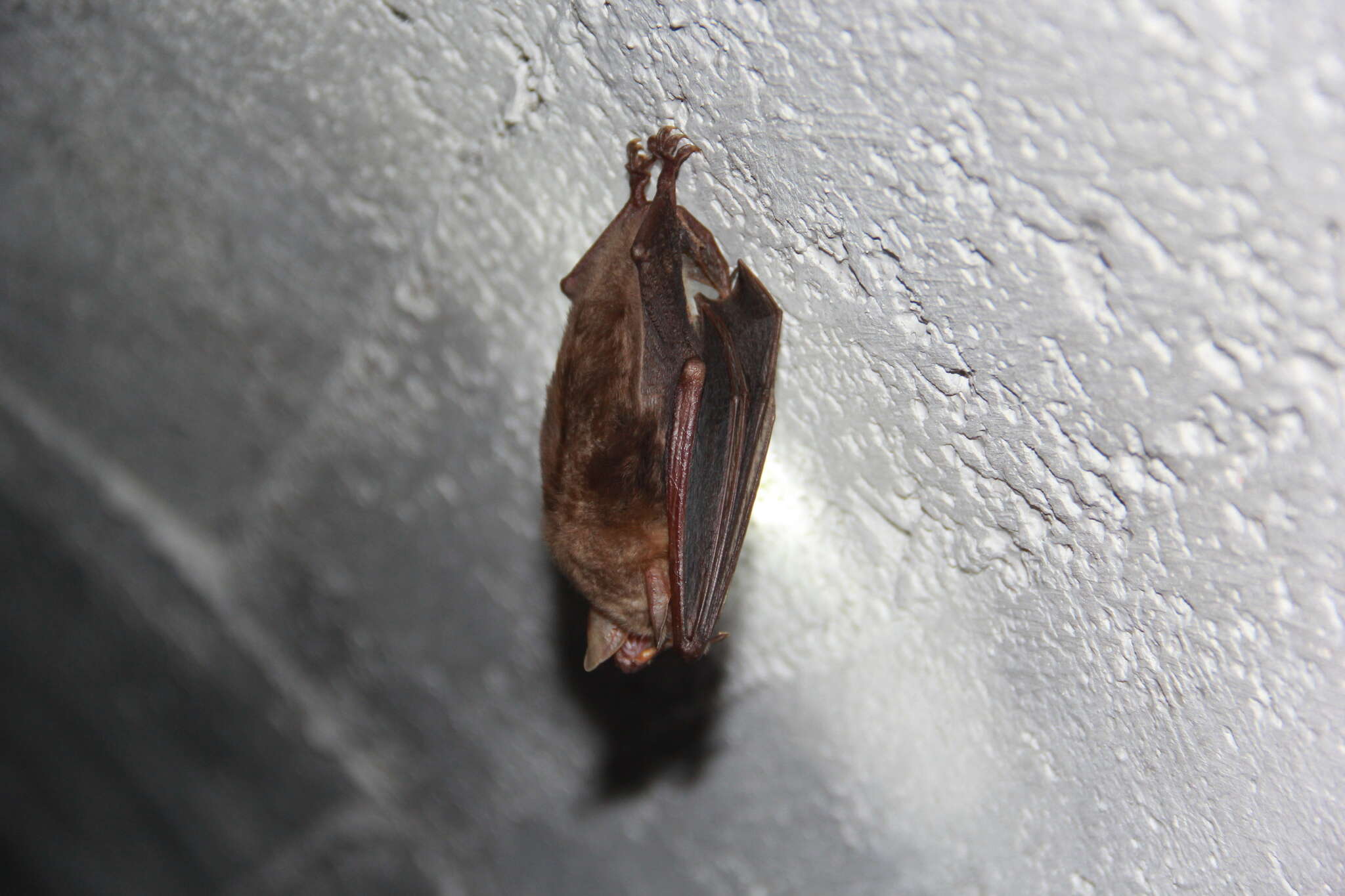 Image of Greater Mouse-eared Bat