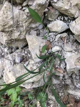 Image of Bupleurum polyphyllum Ledeb.