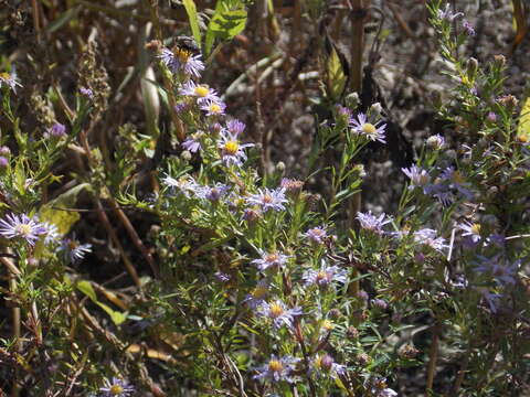 Image of white panicle aster