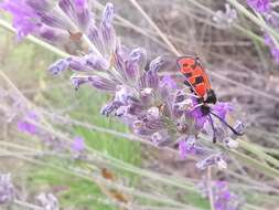 Image of Zygaena hilaris Ochsenheimer 1808