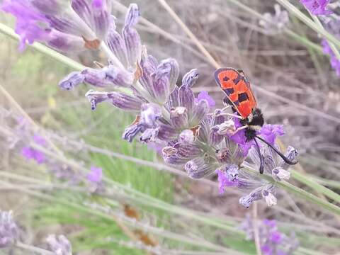 Image of Zygaena hilaris Ochsenheimer 1808