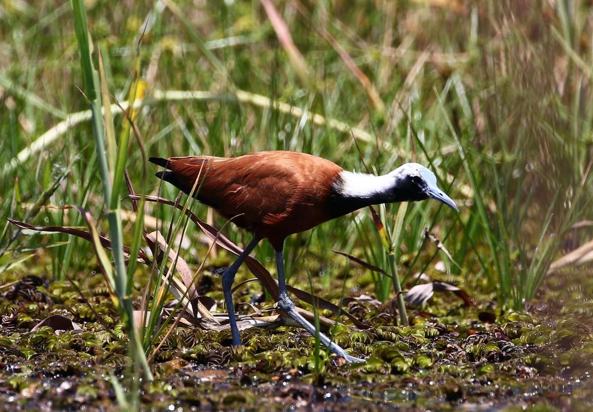 Imagem de Actophilornis albinucha (Geoffroy Saint-Hilaire & I 1832)