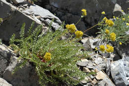 Image de Ivesia gordonii (Hook.) Torr. & Gray