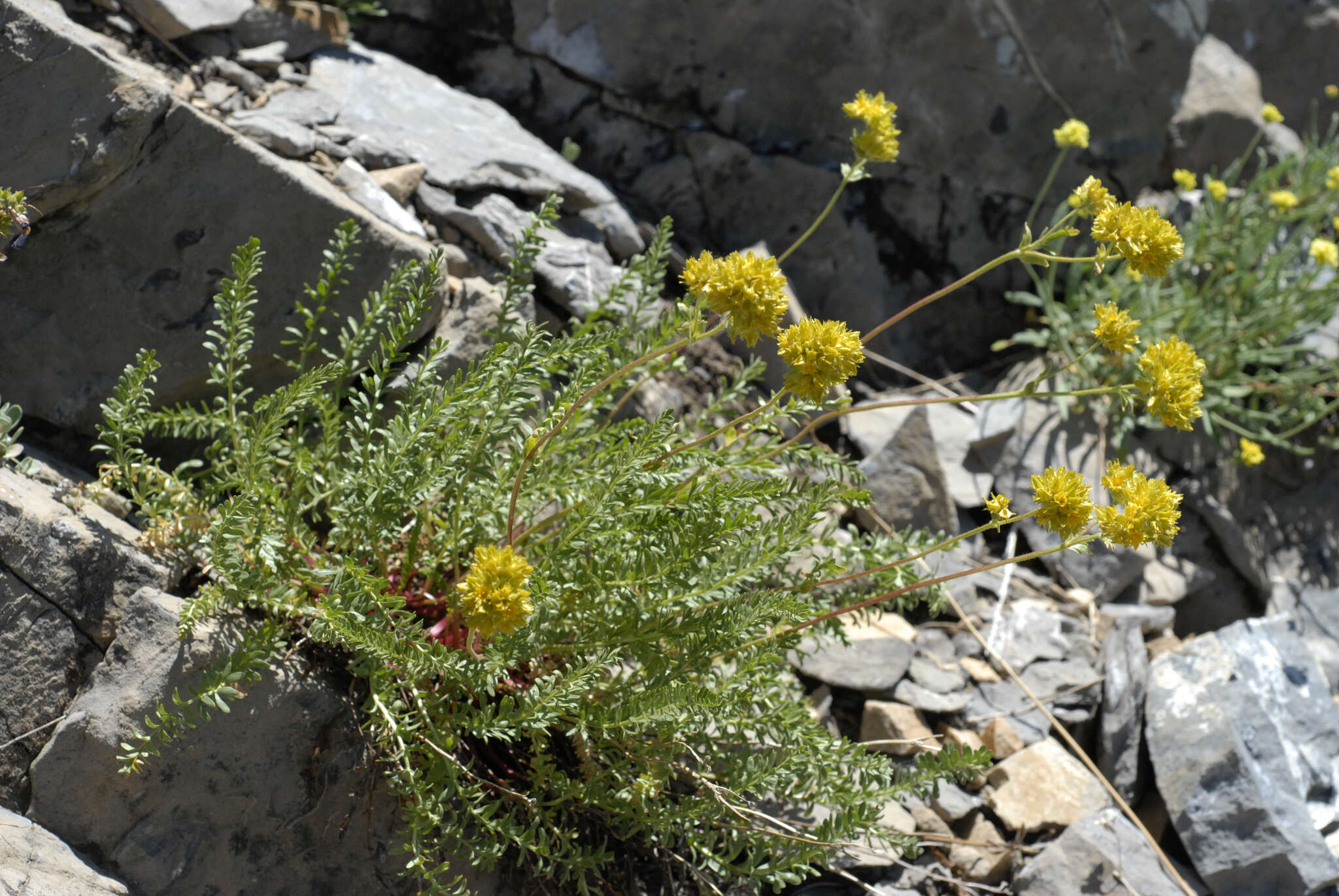 Image de Ivesia gordonii (Hook.) Torr. & Gray