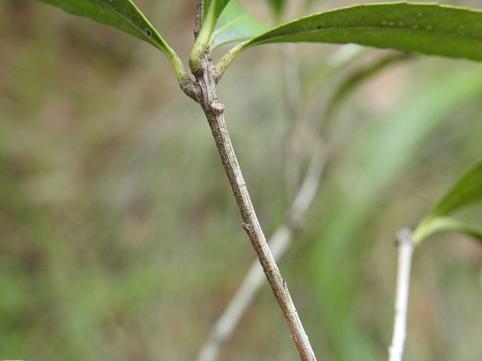 Image of Denhamia celastroides (F. Müll.) L. W. Jessup