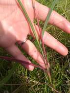 Image of Angleton bluestem