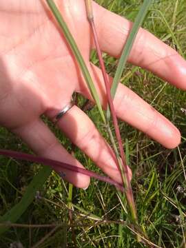 Image of Angleton bluestem