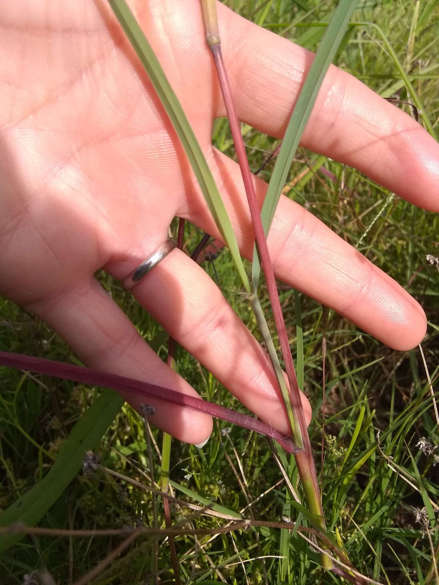 Image de Dichanthium aristatum (Poir.) C. E. Hubb.