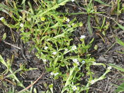 Image of Dwarf Popcorn-Flower