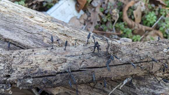 Image of Xylaria apiculata Cooke 1879