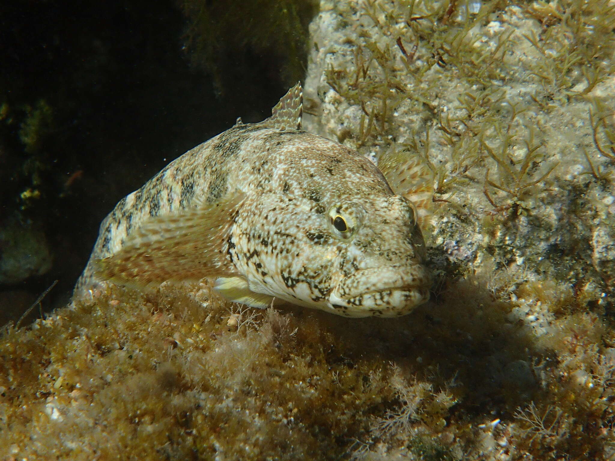 Image of Giant goby