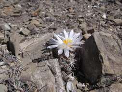 Image of Thelocactus hexaedrophorus subsp. hexaedrophorus