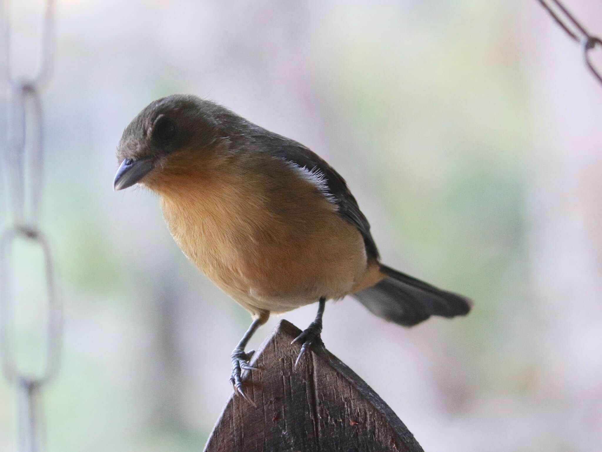 Image of Trichothraupis Cabanis 1851