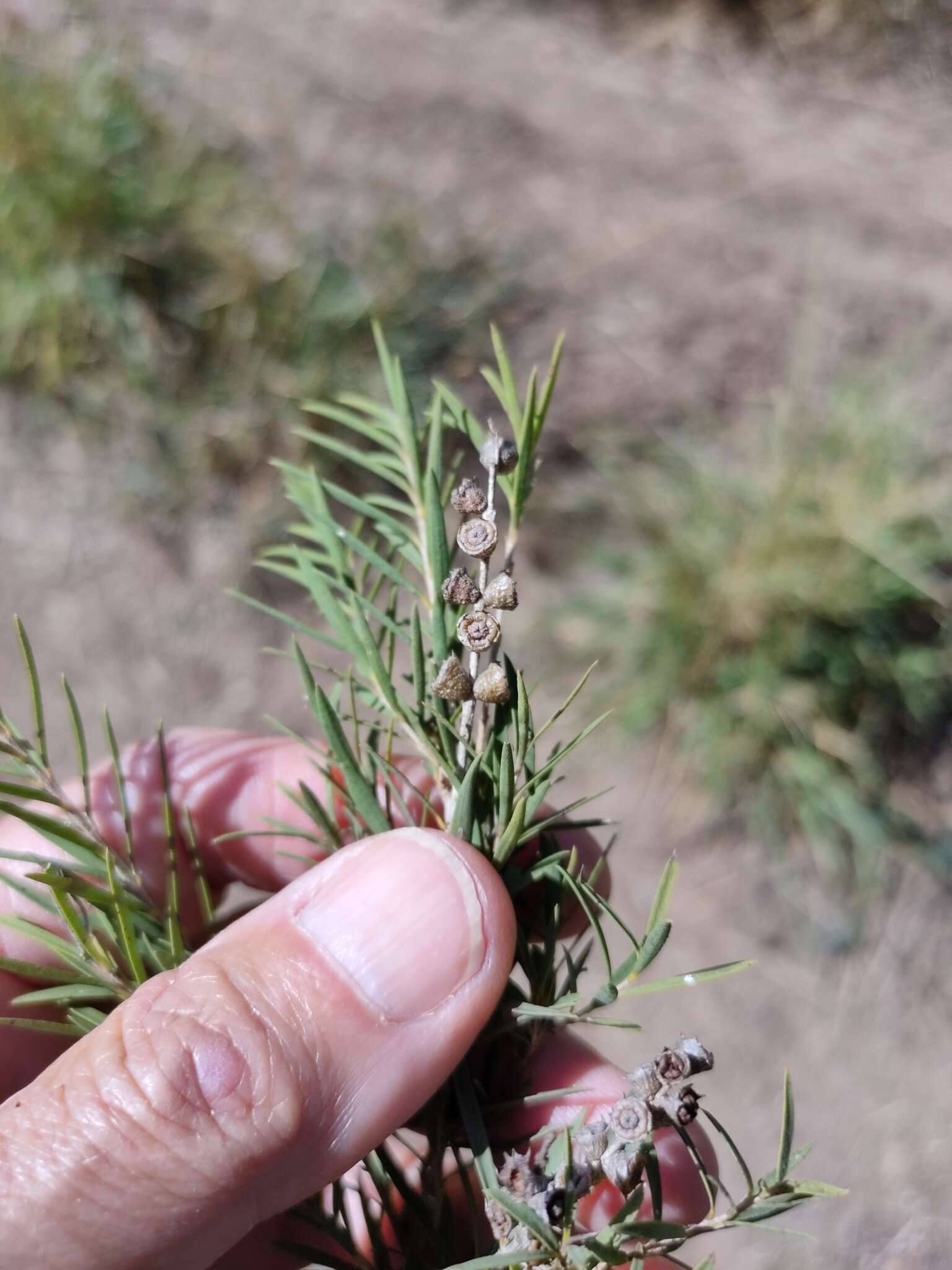 Image de Melaleuca trichostachya Lindl.