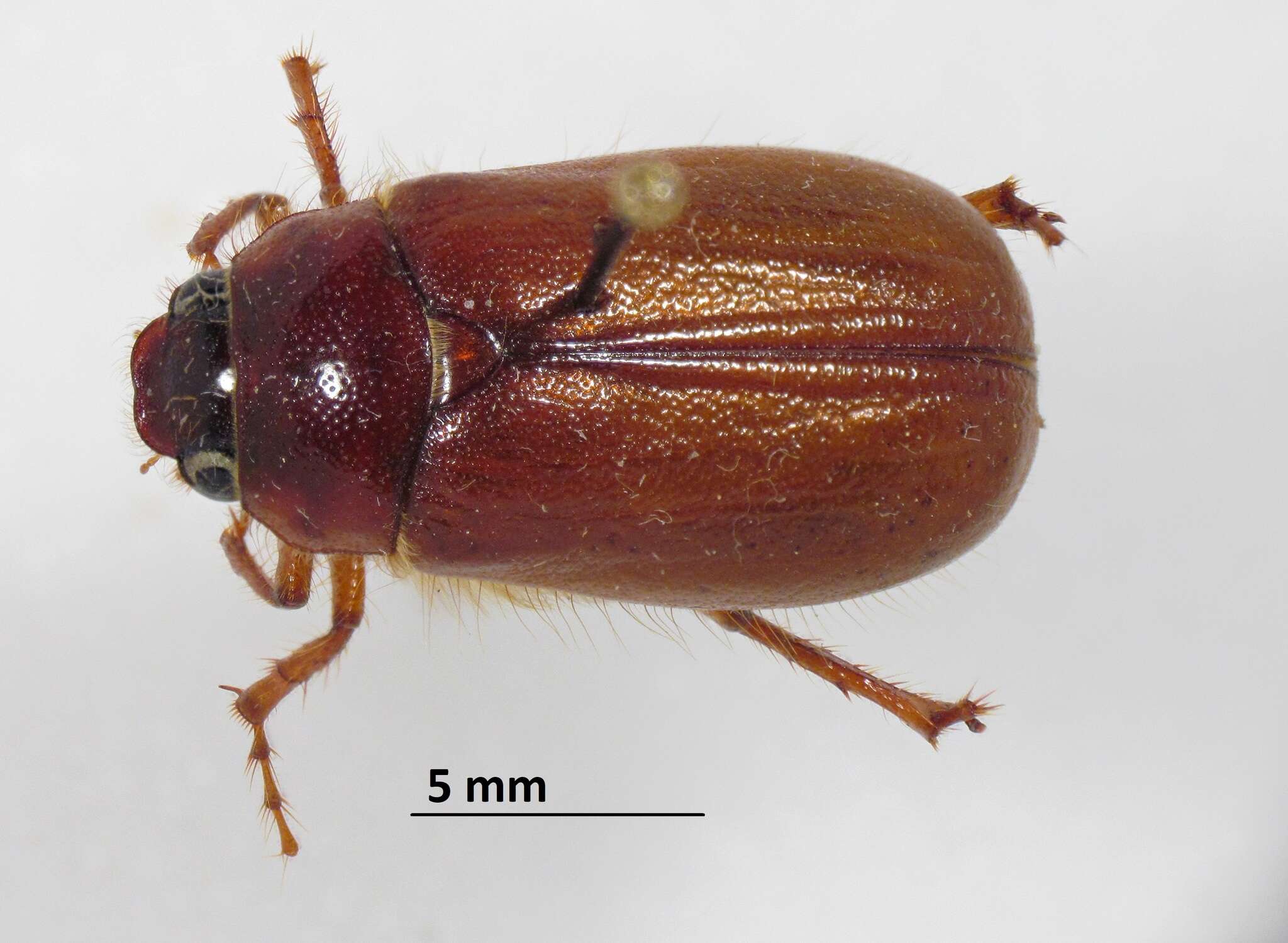 Image of Phyllophaga (Phyllophaga) futilis (Le Conte 1850)