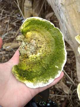 Image of Trametes gibbosa (Pers.) Fr. 1838