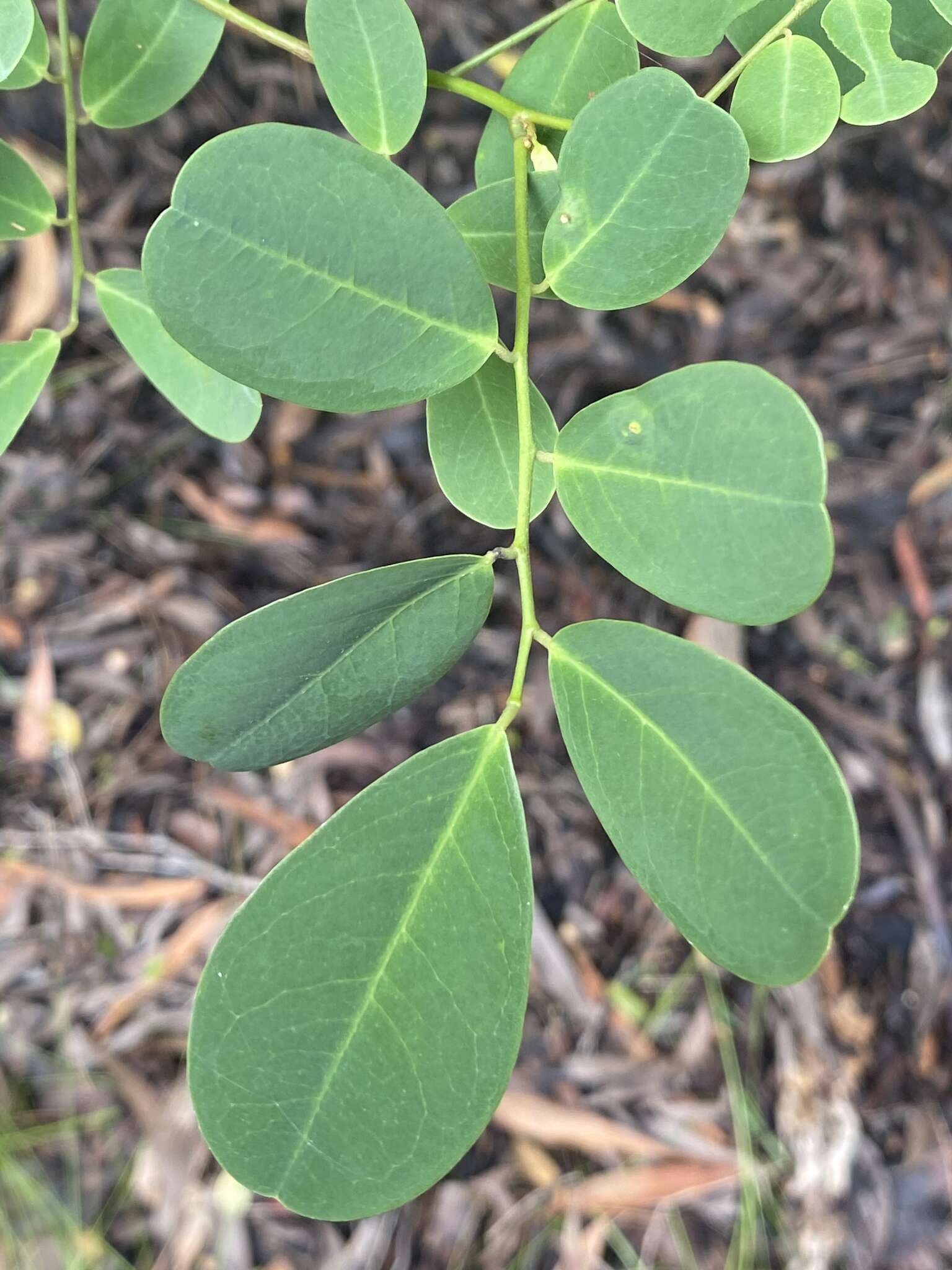 Слика од Dalbergia candenatensis (Dennst.) Prain