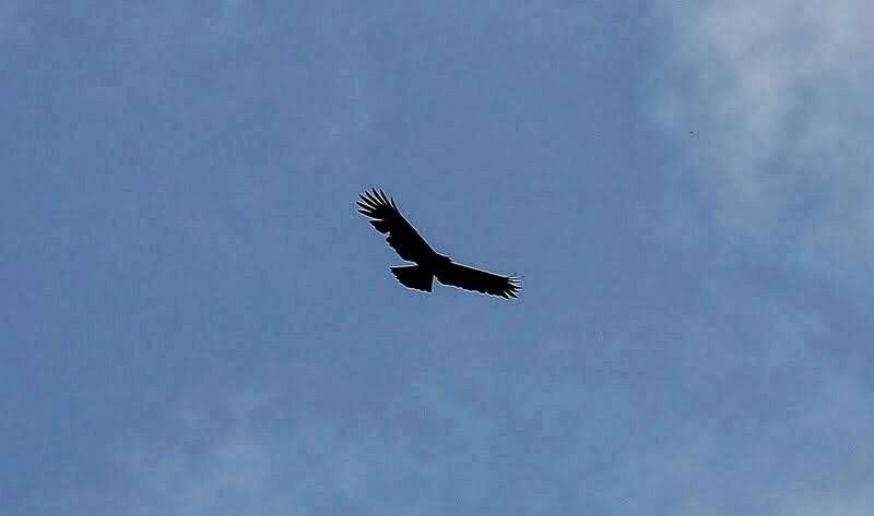 Image of Asian Black Eagle