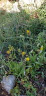 Image de Catananche lutea L.