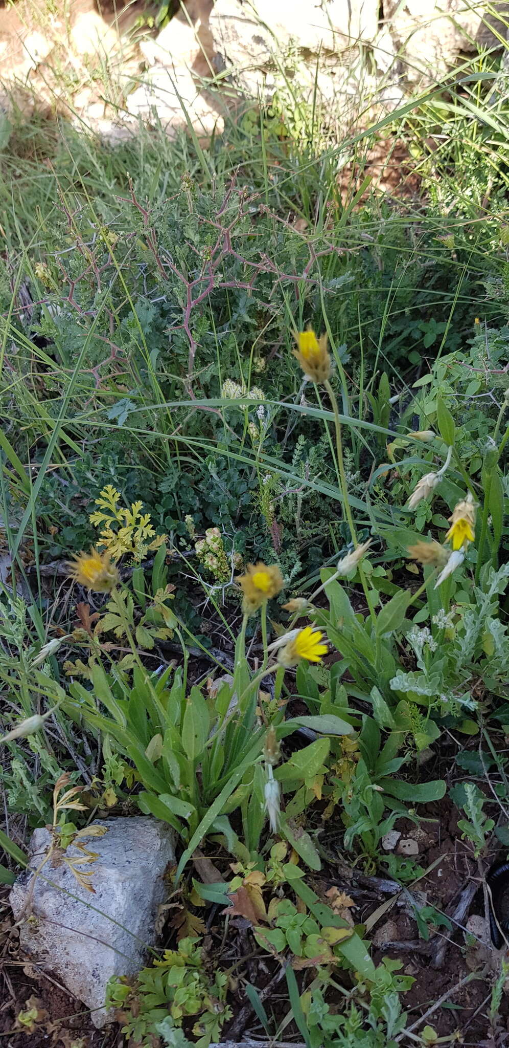 Image de Catananche lutea L.