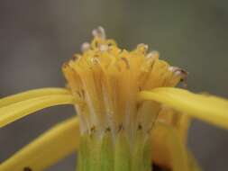 Image of dune ragwort