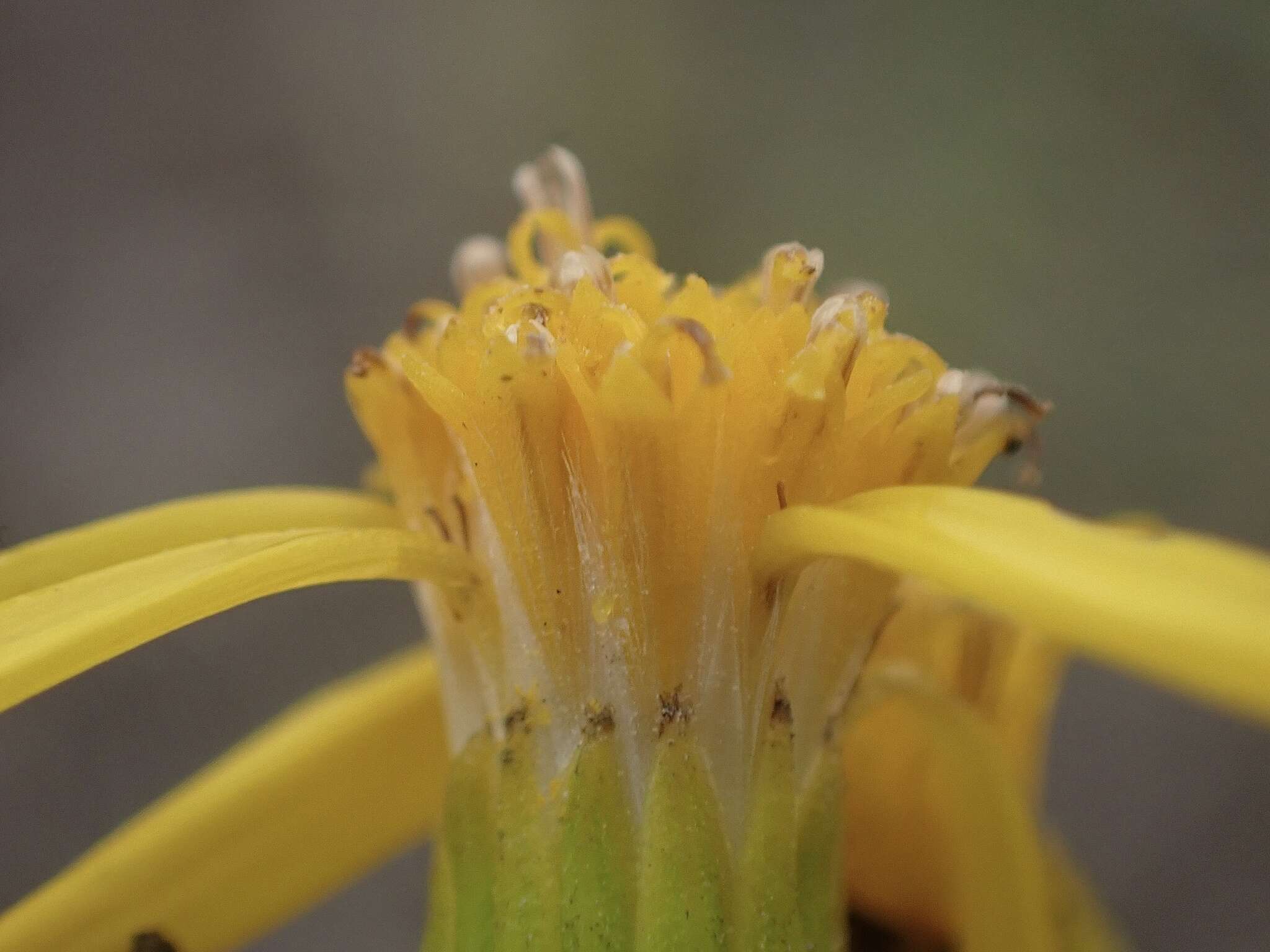 Image of dune ragwort