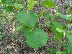 Image of Neomillspaughia emarginata (Gross) S. F. Blake