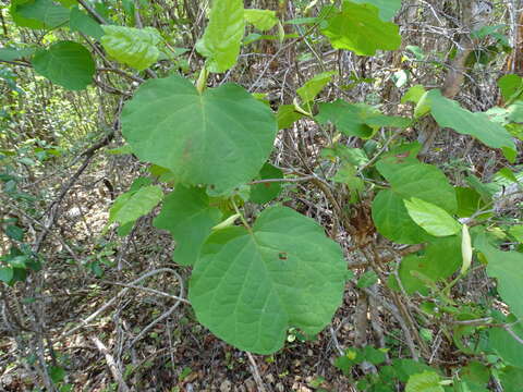 Image de Neomillspaughia emarginata (Gross) S. F. Blake