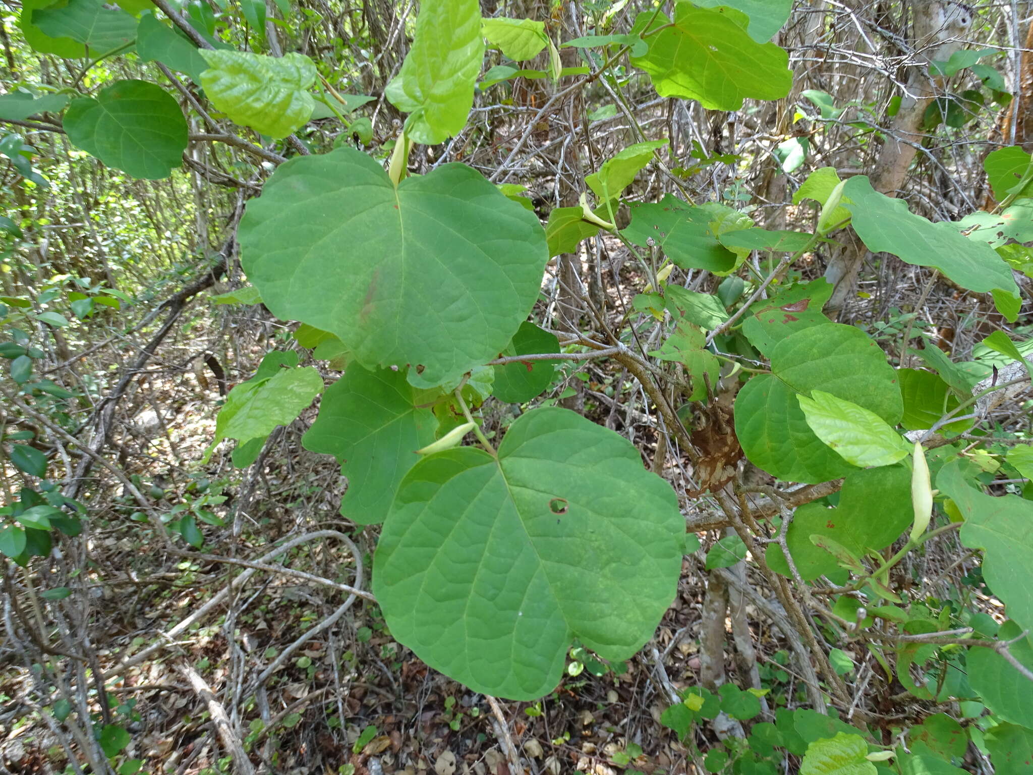 Image of Neomillspaughia emarginata (Gross) S. F. Blake