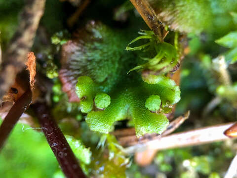 Image of Marchantia polymorpha subsp. montivagans Bischl. & Boissel.-Dub.