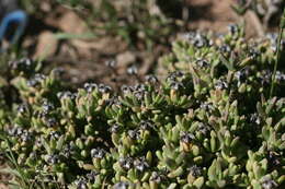 Imagem de Ruschia cymbifolia (Haw.) L. Bol.