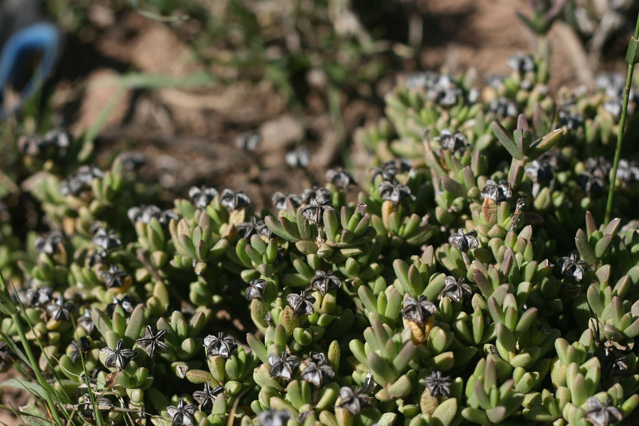 Imagem de Ruschia cymbifolia (Haw.) L. Bol.