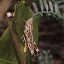 Image of Scyllinula signatipennis (Blanchard & E. 1851)