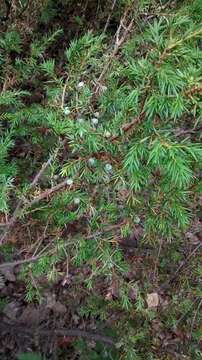 Juniperus communis var. depressa Pursh的圖片