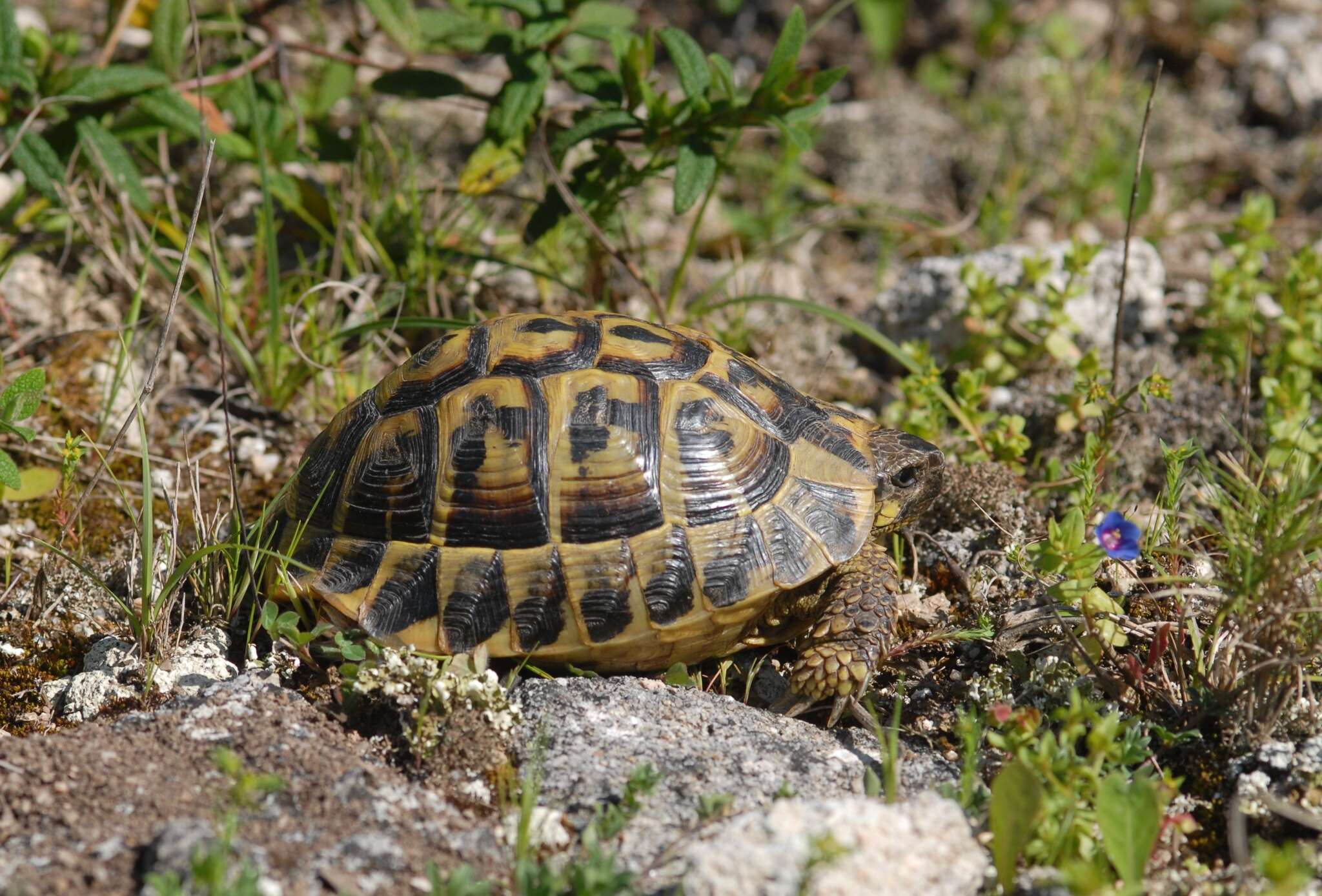 Image of Western Hermann's Tortoise