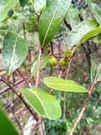 صورة Cryptocarya pauciflora Baker