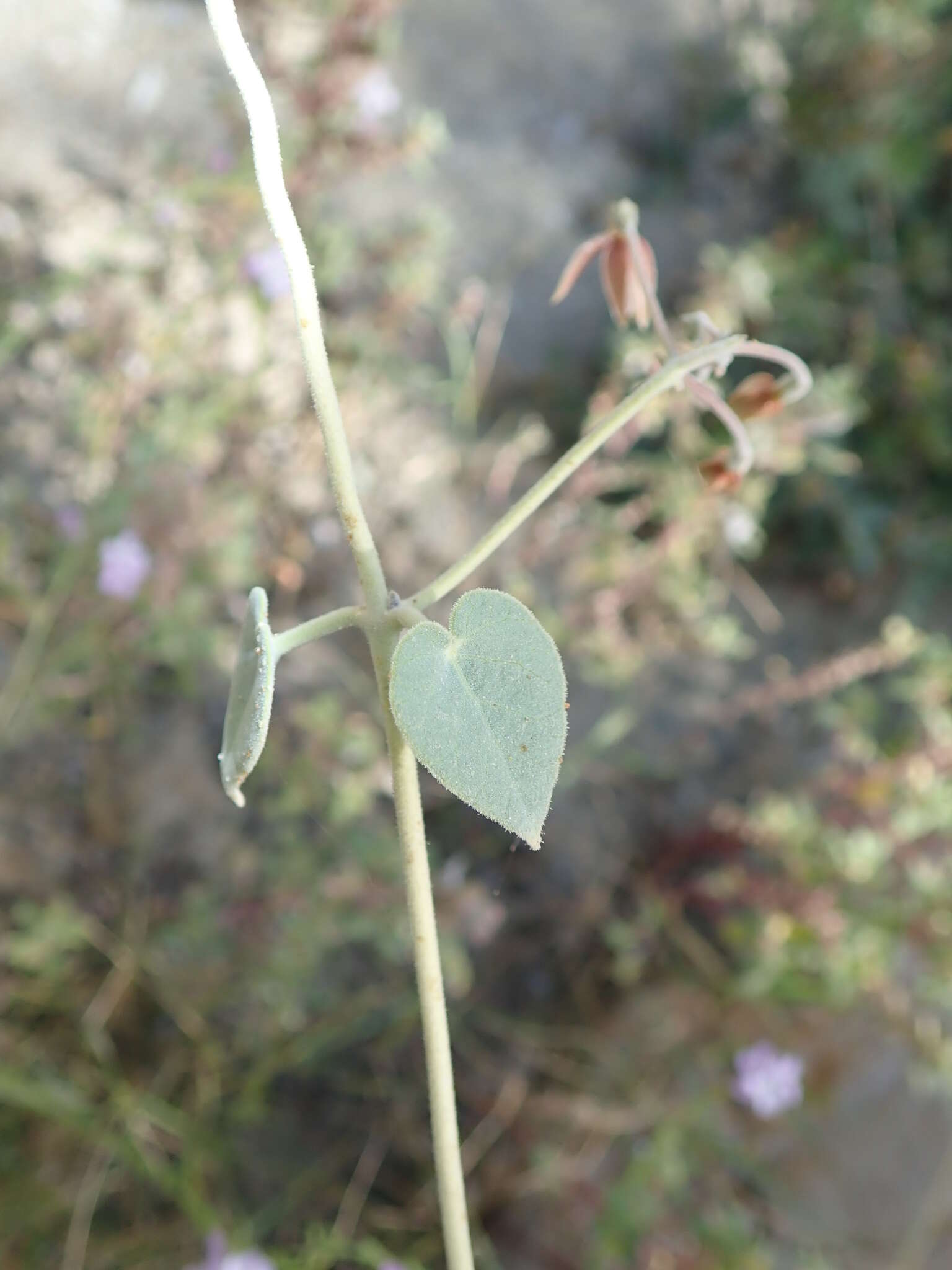 صورة Pergularia tomentosa L.