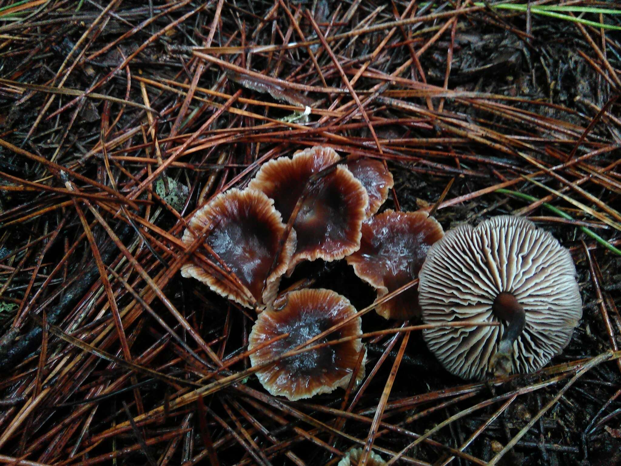 Image of Gymnopus brassicolens (Romagn.) Antonín & Noordel.