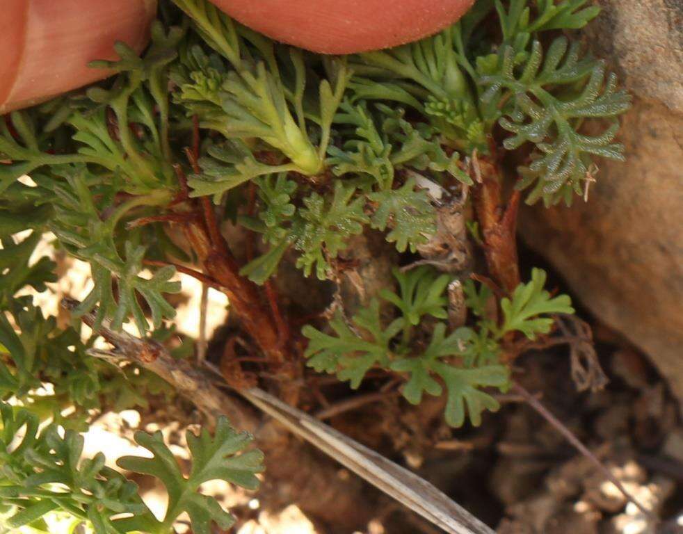 Image of Pelargonium exhibens P. Vorster