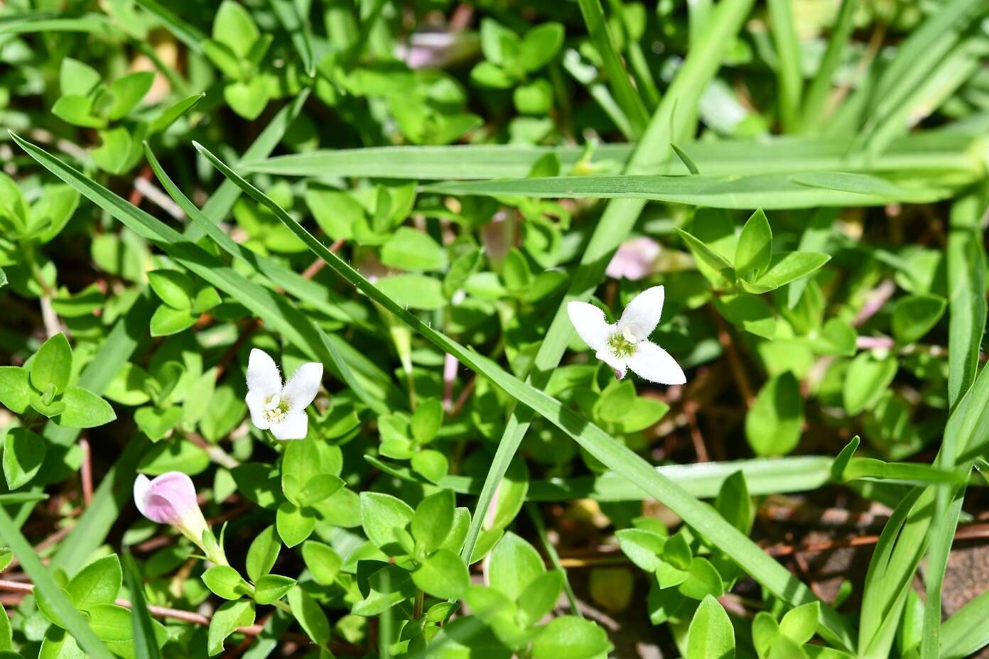 Image of Arcytophyllum serpyllaceum (Schltdl.) Terrell